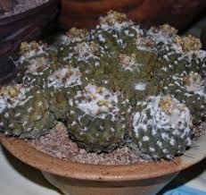 They do not come from here. Stressed Out Succulents Good Or Bad Dave S Garden