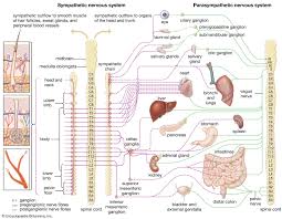 Image result for Autonomic Dysfunction