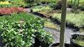Video for Gonzalez Plants Nursery
