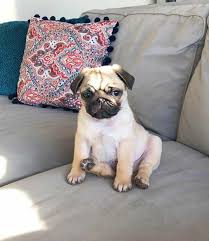 Pug Cinsi Kategorisi Kopek Satis