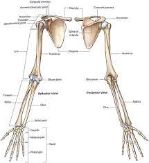 Diagram of shoulder anatomy showing the acromioclavicular (ac) articulation and glenohumeral (gh) joint. Shoulder Girdle An Overview Sciencedirect Topics