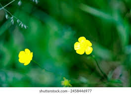 Image result for Ranunculus multifidus