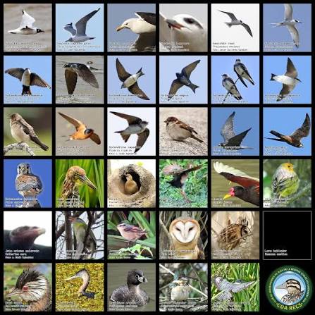 Llegamos a 233 especies de aves en este año en la Reserva Ecológica Costanera Sur (RECS)