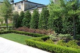 Planting A Privacy Screen Landscaping Network Privacy Landscaping Privacy Trees Backyard Privacy Landscaping Backyard