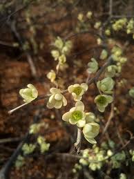 Image result for Cleistochlamys