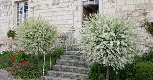 Harlekinweide Mit Bildern Harlekinweide Garten Bepflanzen Garten Pflanzen