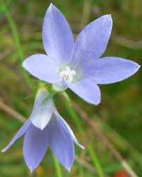 Image result for Wahlenbergia capitata