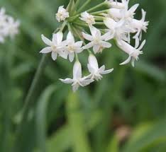 Image result for Tulbaghia acutiloba