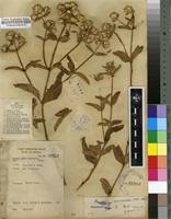 Image result for Pandiaka