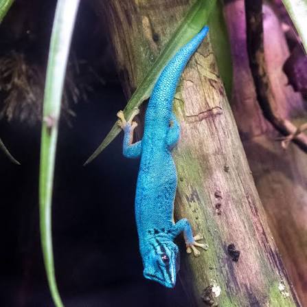 The turquoise dwarf gecko, Lygodactylus williamsi (“Ernest Williams' withy  toe”) is a tiny threatened species of lizard from a tiny patch of tropical  rainforest in eastern Tanzania in east Africa. While females