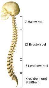 Wirbelsaule Gesundheit De