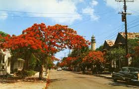 Check spelling or type a new query. Florida Memory Royal Poinciana Trees Lined Along Whitehead Street In Key West Florida With The Lighthouse In The Background