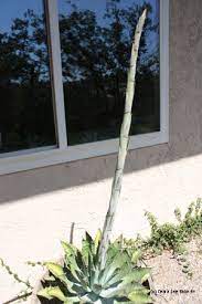 Other plants are polycarpic, which means that they can flower either several times in a growing season (often dying in the off season). Uh Oh My Agave S Blooming