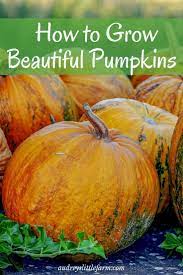 How To Grow Pumpkins Successfully Audrey S Little Farm Growing Pumpkins Pumpkin Planting Pumpkins