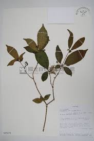 Image result for Rauvolfia mombasiana