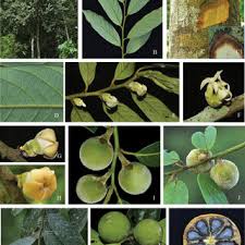 Image result for Diospyros consolatae