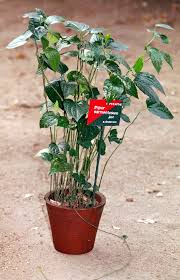 Tugas pokok sebagai seorang satuan pengamanan adalah melakukan tindakan pencegahan atau yang lebih keren disebut sebagai preventive action. Piper Sarmentosum Wikipedia