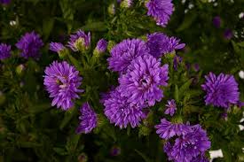 Image result for Aster harveyanus