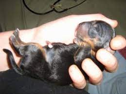 Are you trying to determine how much a puppy with breeding rights and papers would cost? Yorkshire Terrier Bea Stay With Your Dam