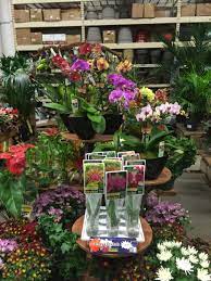 Home Depot Mira Loma Poinsettia Plant Hibiscus Plant Annual Garden