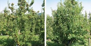 The red d'anjou pears, however, are an exception. Promotion And Management Of Pear Fruiting Good Fruit Grower