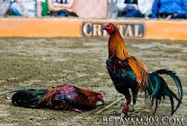 Sabung ayam di jaman sekarang lebih populer dilakukan via online. Mengenal Ayam Peru Peruvian Cockfight Ayam Melatih Peru
