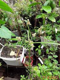 Image result for Cyperus alopecuroides