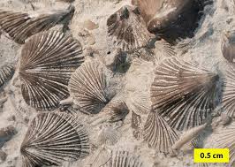 Image result for Orthopichonia