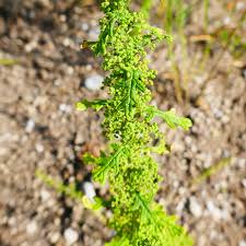 Image result for Dysphania schraderiana