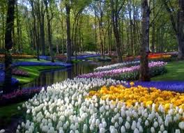 Netherlands At The World Famous Keukenhof Gardens Situated Between Amsterdam And The Hague In The Bulb Most Beautiful Gardens Beautiful Gardens Flower Garden