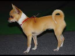 Youtube Cute Dogs Breeds Dog Breeds Chihuahua