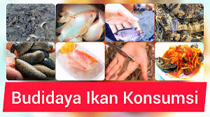 We did not find results for: Peluang Usaha Budidaya Ikan Konsumsi Budidaya Ikan