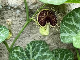 Image result for Aristolochia albida