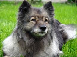 Mittelgrosse Hunderassen Mit Bildern Und Beschreibungen Fluffis De Hunde Rassen Hunderassen Beste Hunderassen