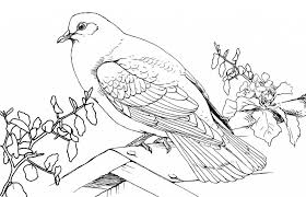Free printable pigeon coloring pages for kids! Free Printable Pigeon Coloring Pages For Kids Animal Coloring Pages Printable Coloring Book Bird Coloring Pages