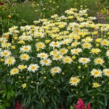 Image result for Leucanthemum