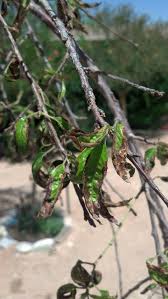 Prune the dead or infected branches from apple trees and grapevines, disinfecting the pruning shears with a 70 percent alcohol solution after each cut. Weeping Cherry Tree Has Brown Leaves Thriftyfun