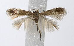 Image result for Stigmella lapponica