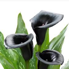 Leaves may be specked with translucent spots. Escape Calla Lily Bulb Zantedeschia 14 16 Cm Black Purple Buy Online In Burkina Faso At Burkinafaso Desertcart Com Productid 190515926
