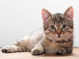 Kedi Kisirlastirma Sonrasi Bakim Nasil Olmali