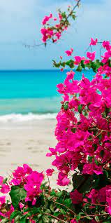 Maybe you would like to learn more about one of these? Full Hd Wallpapers Nature Wallpapers Hd Wallpapers Flower Wallpapers Quotes Image Com
