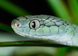 green cat snake pet snake snake beautiful snakes