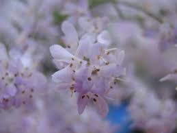 Image result for Selago cecilae