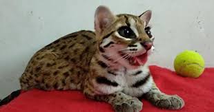 Spesies ini cenderung memilih hidup di daerah hutan yang diselingi bebatuan, banyak ditemukan di hutan hujan tropis dan. Cara Memelihara Kucing Hutan Blacan Dan Cara Menjinakkannya Idnfarmers