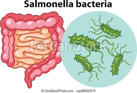 Continuing public health challenge // clinical infectious diseases. Zellen Salmonella Bakterien Vergrossert Bakterien Zellen Salmonella Abbildung Vergrossert Canstock