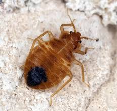When can i be sure the bed bugs are gone? the short answer is that if you have had a professional treatment and if it has been three weeks since the end of the treatment with no signs (i.e. Bed Bug Exterminator Vienna Wv Lamp Pestproof Wildlife Control