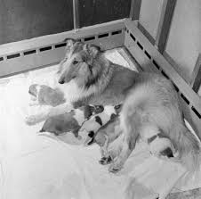 It is thick enough to mimic the dam's natural milk, and has a high enough fat . Formula For Puppy Milk Replacement Using Evaporated Milk