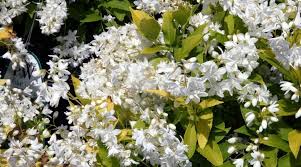 We did not find results for: Five Best Flowering Shrubs For Mid Michigan Yards Bay Landscaping