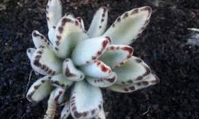 Panda Plant Care How To Grow Kalanchoe Tomentosa In 2020 Fertilizer For Plants Plant Care Plants