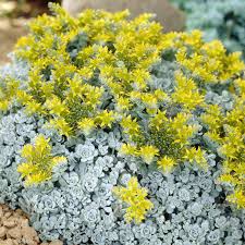 In nederland wordt hij dan ook weleens vetkruid genoemd. Sedum Spath Cape Blanco Alpen Und Felspflanzen Stauden Qfb Gardening